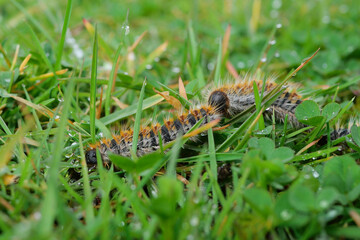 plusieurs chenilles (chenille) processionnaires (processionnaire) du pin dans de l'herbe verte (gazon vert) en troupeau en gros plan (macro) - (thaumetopoea pityocampa)