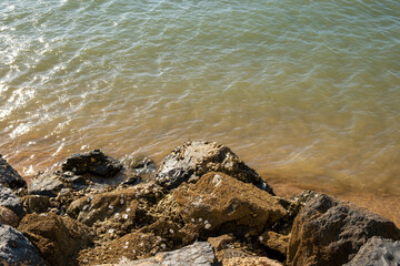 A group of limpets attached to rocks on the Huelva coast bathed by the Atlantic Ocean.
