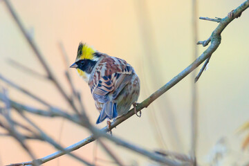 yellow-throated bunting sitting on a tree branch in the forest. 노란턱멧새.