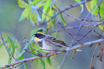 yellow-throated bunting sitting on a tree branch in the forest.노란턱멧새.