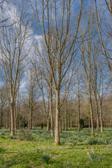 Sunny walk around Petworth House gardens, West Sussex, England, April 2024