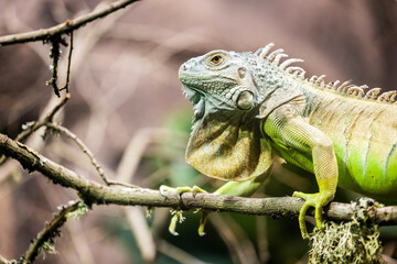 iguana on a branch
