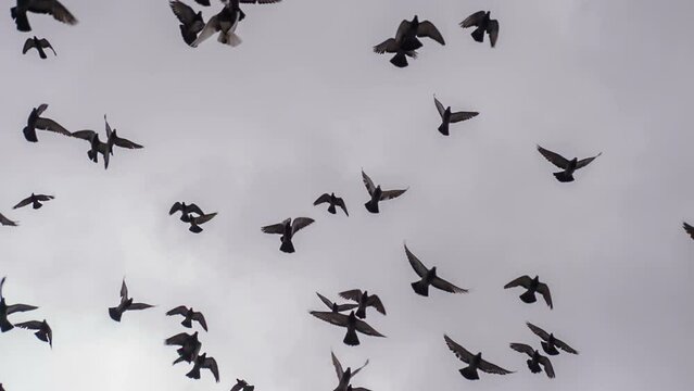 Large Flock of Birds. A huge flock of black birds moves slowly and dramatically against a gray, cloudy sky. Slow Motion