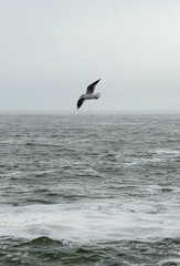 seagull in flight over the sea, cloudy weather 
