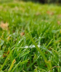 dew drops on grass, dops, drop on grass, leaves, leaves, nature, plant, leaf, grass, garden, lawn, water, macro, herb, dew, green, drop, meadow, closeup, fresh, flora, food, agriculture, growth, drops