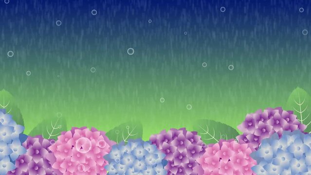 梅雨の紫陽花
