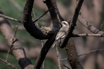 common woodshrike or Tephrodornis pondicerianus observed in Jhalana Leopard Reserve in Rajasthan