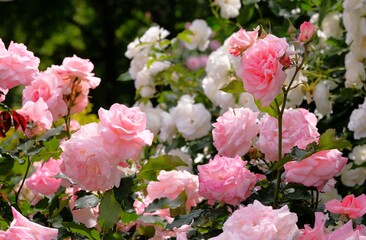 pink rose in full blooming	
