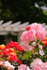 Obraz na płótnie Canvas pink rose in full blooming 
