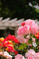 pink rose in full blooming	