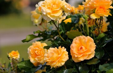 orange yellow rose in full blooming