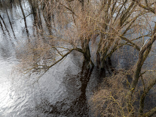 Trees in the water of the river. Spring in Russia. - obrazy, fototapety, plakaty