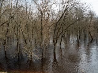 Fototapeta na wymiar flooded trees in the forest in early spring