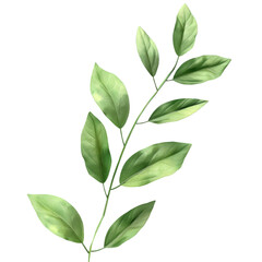 A green plant with leaves on a Transparent Background