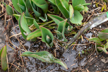 Gardener putting a fertilizer in the ground, pouring water on the young tulip plants, close up. Gardening, spring work with plants, watering the plants outdoors