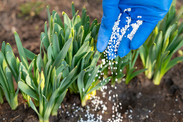 Person in medical glove fertilizing the young narcissus sprouses, close up. Working in the garden in spring, enriching the soil with useful fertilizer