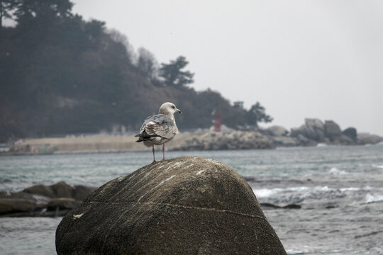 View of the seagull standing on the rock at the seaside