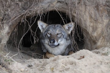 Portrait of a wolf in a burrow