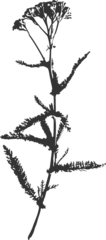 Fotobehang Achillea PNG silhouette imprint of herb with flowers Achillea Millefolium © Маргарита Арешникова