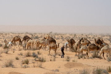Herd of camels in the Sahara - southern Tunisia