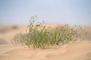desert plant in the sahara - southern Tunisia