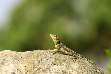 Agamas are a diverse group of lizards belonging to the family Agamida - India