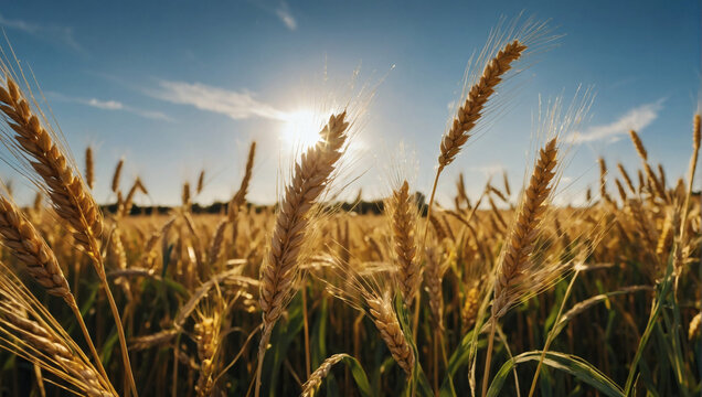 A field of golden wheat swaying in the breeze beneath a clear blue sky.