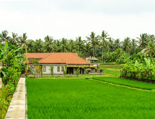 Fototapeta na wymiar rice field in Bali