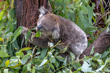 Close-up of a Koala (Phascolarctos cinereus) feeding on eucalyptus leaves mouth open and tongue visible, while grabbing a small branch for more food. Koalas are native Australian marsupials.