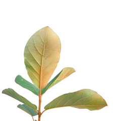 A plant with a green leaf