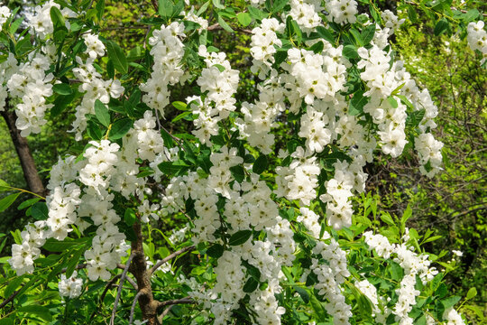Jasmine bush in spring. Landscaping and decoration in springtime season. Gentle flowers is growing in city.