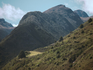 Isolated pine tree on a mountain summit