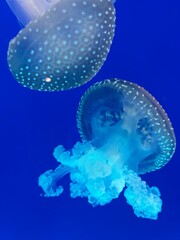 Jellyfish in aquarium. Pelagia noctiluca.