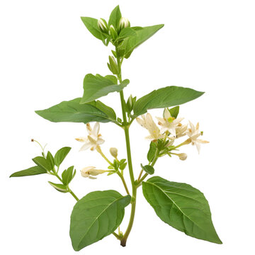 Bhringraj Eclipta prostrata Ayurveda herb natural medicinal remedy ingredient, isolated on a transparent background