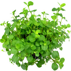 Brahmi Bacopa monnieri Ayurveda herb natural medicinal remedy ingredient, isolated on a transparent background