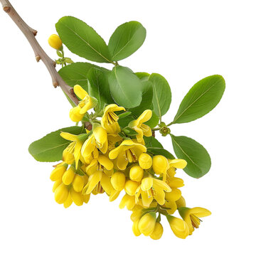 Daruharidra Berberis aristata Ayurveda herb natural medicinal remedy ingredient, isolated on a transparent background