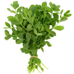 Fenugreek Trigonella foenum-graecum Ayurveda herb natural medicinal remedy ingredient, isolated on a transparent background - obrazy, fototapety, plakaty
