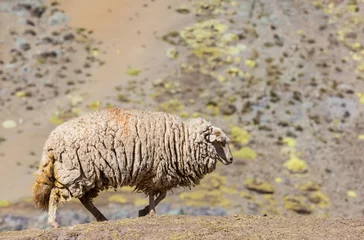 Deurstickers Sheep © Galyna Andrushko
