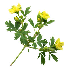 Gokshura Tribulus terrestris Ayurveda herb natural medicinal remedy ingredient, isolated on a transparent background