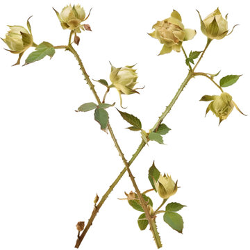 Gokhru Tribulus terrestris Ayurveda herb natural medicinal remedy ingredient, isolated on a transparent background