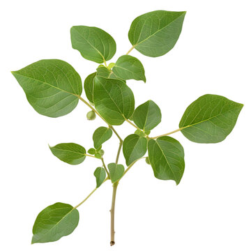 Guduchi Tinospora cordifolia Ayurveda herb natural medicinal remedy ingredient, isolated on a transparent background