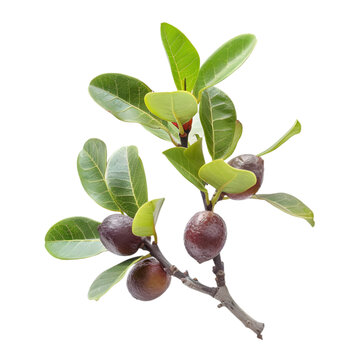 Haritaki Terminalia chebula Ayurveda herb natural medicinal remedy ingredient, isolated on a transparent background