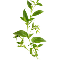 Kalmegh Andrographis paniculata Ayurveda herb natural medicinal remedy ingredient, isolated on a transparent background