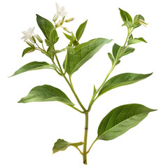 Kalmegh Andrographis paniculata Ayurveda herb natural medicinal remedy ingredient, isolated on a transparent background
