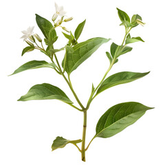 Obraz premium Kalmegh Andrographis paniculata Ayurveda herb natural medicinal remedy ingredient, isolated on a transparent background
