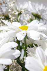 White daisy flower isolated on a white background.