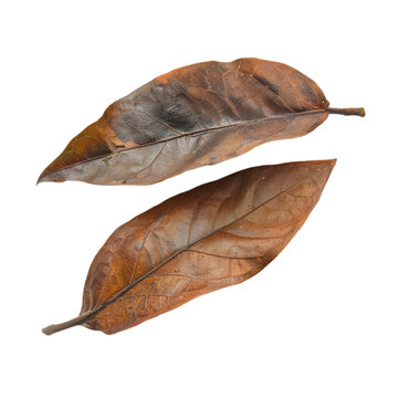 Nagakesara Mesua ferrea Ayurveda herb natural medicinal remedy ingredient, isolated on a white background