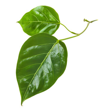 Patola Trichosanthes dioica Ayurveda herb natural medicinal remedy ingredient, isolated on a white background