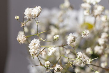 Delicate white gypsophila flowers in close-up on a background of flowers