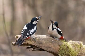 Two great spotted woodpeckers sits on dry branch.  Dendrocopos major. A pair of woodpeckers are...